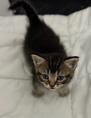 BKH Kitten