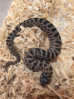 Sable, Heterodon Nasicus,Hakennasennatter 