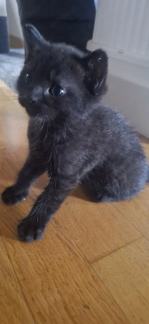 Kitten britisch kurzhaar 