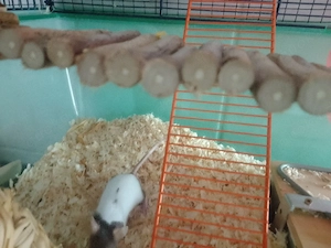 drei mäuse mädels suchen neues Heim