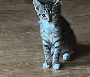 Babykatzen abgabebereit 
