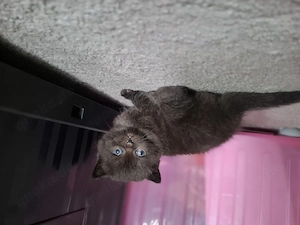 Bkh kitten