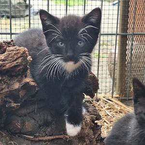 Katzenkind Kater schwarz- weiß