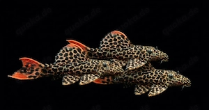 L114 Leopard Kaktuswels Pseudacanthicus cf leopardus