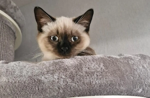 Ein süßer BKH-Kitten abzugeben