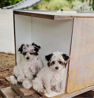 Biewer Yorkshire Terrier 2 Welpen suchen liebevolles Zuhause