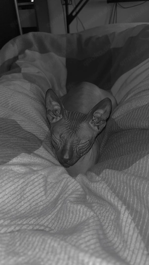 Sphynx Katze (2,5 Jahre) sucht liebevolles neues Zuhause 