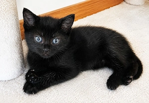 Main coon mix Kitten  