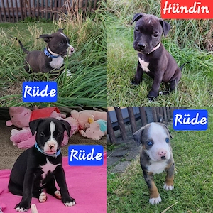 American Bulldog Mischling 