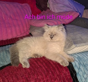 Mischlings Kater 
