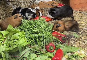 Cuy Meerschweinchen Jungtiere 