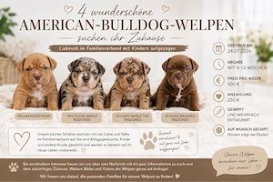 american bully welpen 