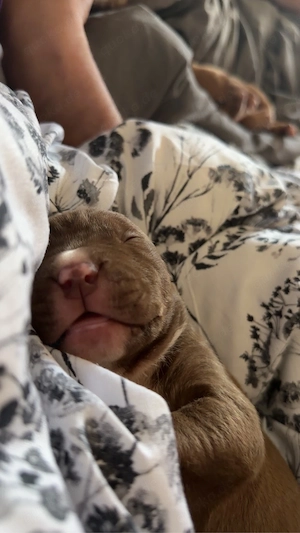 american bully welpen 