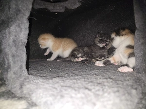 2 Babys suchen noch ein Zuhause ab Oktober