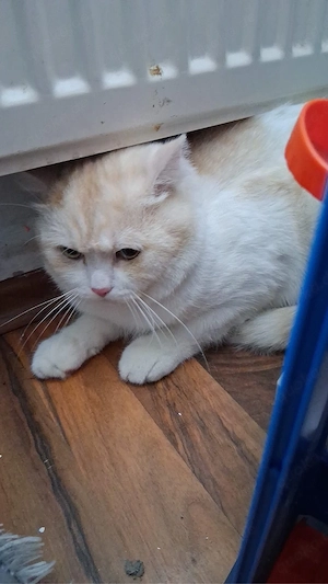 BKH Katzen in Weis Bild 2