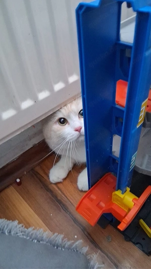 BKH Katzen in Weis Bild 1