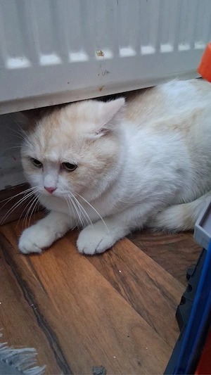 BKH Katzen in Weis Bild 3