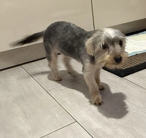 8 Monate alte süße Yorkshire Terrier 
