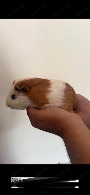 Meerschweinchen weiblich 5 Monate alt