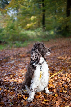 English Springer Spaniel Dame, 6 J. sucht neue Familie mit Zeit Bild 3