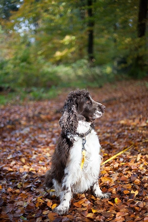 English Springer Spaniel Dame, 6 J. sucht neue Familie mit Zeit Bild 4
