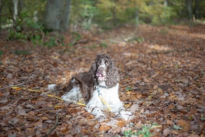 English Springer Spaniel Dame, 6 J. sucht neue Familie mit Zeit Bild 5