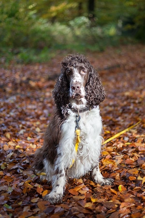 English Springer Spaniel Dame, 6 J. sucht neue Familie mit Zeit Bild 2