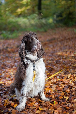 English Springer Spaniel Dame, 6 J. sucht neue Familie mit Zeit Bild 6