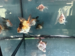 Butterfly Demekin Goldfisch Nachzucht 