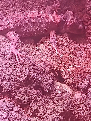 verkaufe verschiedene Reptilien Bild 3
