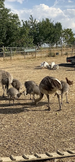 Nandu Küken 3 Monate 