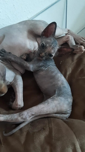 Sphynx katzenbaby 