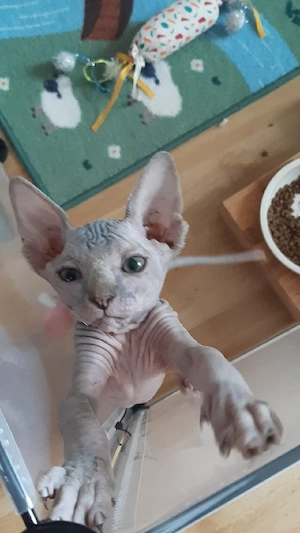 Sphynx katzenbaby 