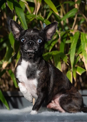  Fröhlicher Chihuahua Rüde sucht liebes Zuhause