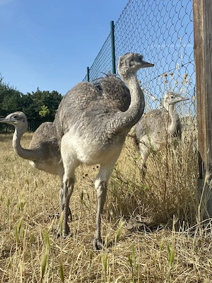 Nandu Küken 3 Monate 