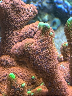 Montipora Bubble Gum, Koralle Meerwasser