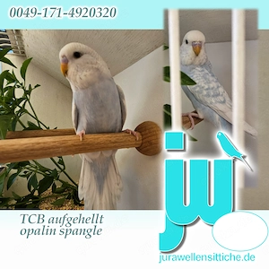 10 Wellis zu verkaufen. df anthrazit, Blackface BW, TCB