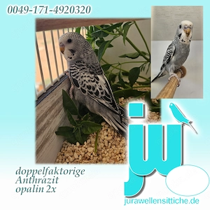10 Wellis zu verkaufen. df anthrazit, Blackface BW, TCB
