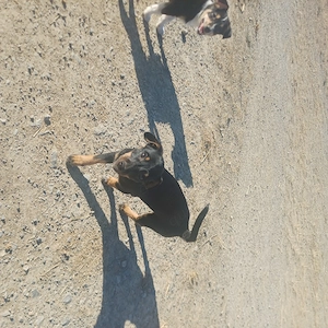 Zwergpinscher Mix Welpen 
