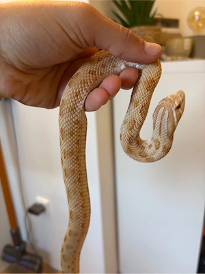 Hakennasennatter  Heterodon Nasicus 0.1 - Toffeebelly Conda het albino (hognose)