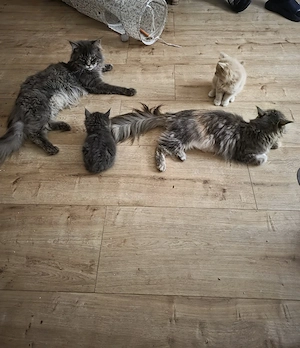 Maine Coon-Babys  Bild 7
