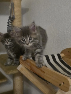 Maine Coon-Babys  Bild 4