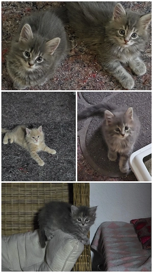 Maine Coon-Babys  Bild 9