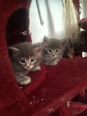 Maine Coon-Babys  Bild 3