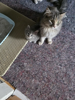 Maine Coon-Babys  Bild 8
