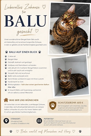 Reinrassiger Begal-Kater