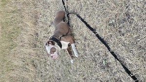 Old English Bulldogge 