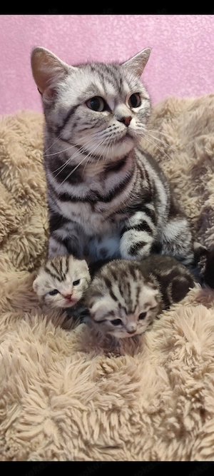 BKH Silver Schwartz Tabby Reinrassige 