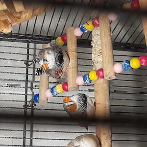 Zebrafinken paar