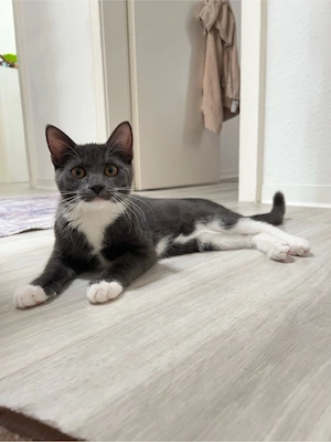 Zwei liebe Kätzchen aus dem ersten Wurf suchen ein neues Zuhause. Beschreibung: Wir geben einen Kate